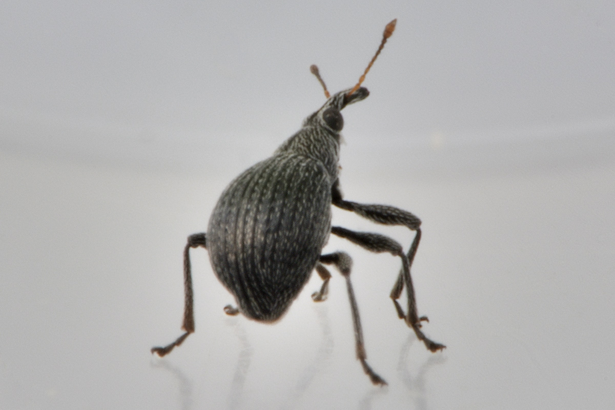 Apionidae: Eutrichapion sp?  Sì, Eutrichapion ervi, maschio